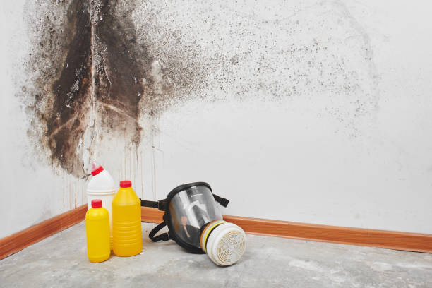 Trusted Booneville, AR Mold Removal Experts