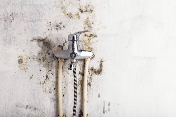 Best Best Mold Removal Companies  in Booneville, AR