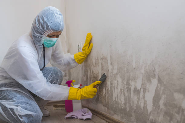 Best Same-Day Mold Removal  in Booneville, AR