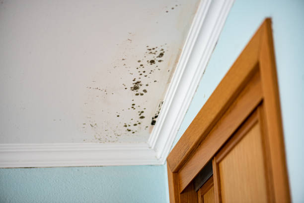 Best Mold Testing  in Booneville, AR