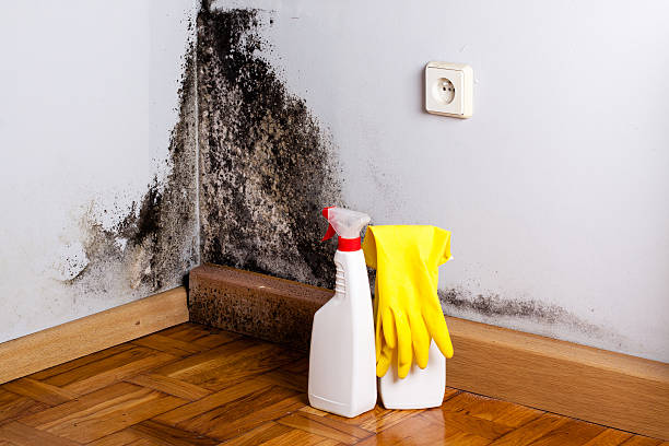 Best Commercial Mold Removal  in Booneville, AR