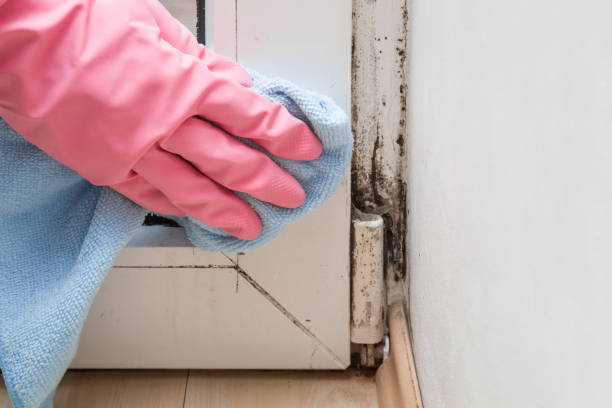 Best Home Mold Removal  in Booneville, AR
