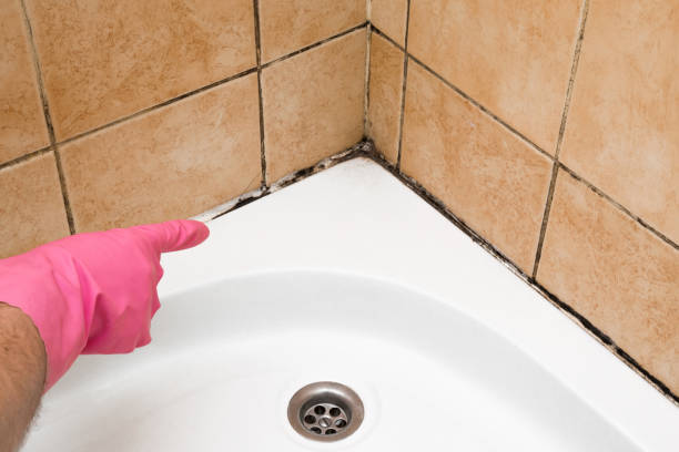 Best Local Mold Removal Service  in Booneville, AR