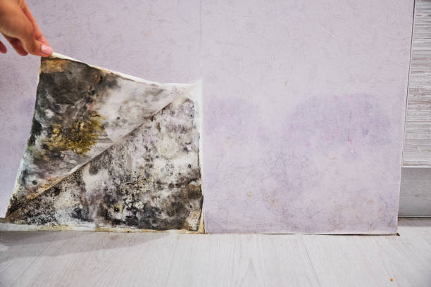 Best Mold Inspection  in Booneville, AR